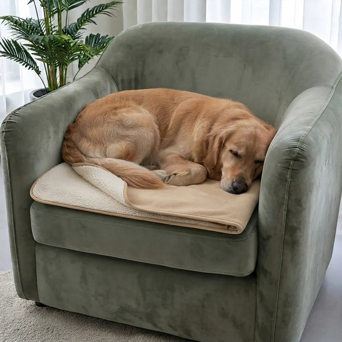 Couverture premium pour chien - Beige
