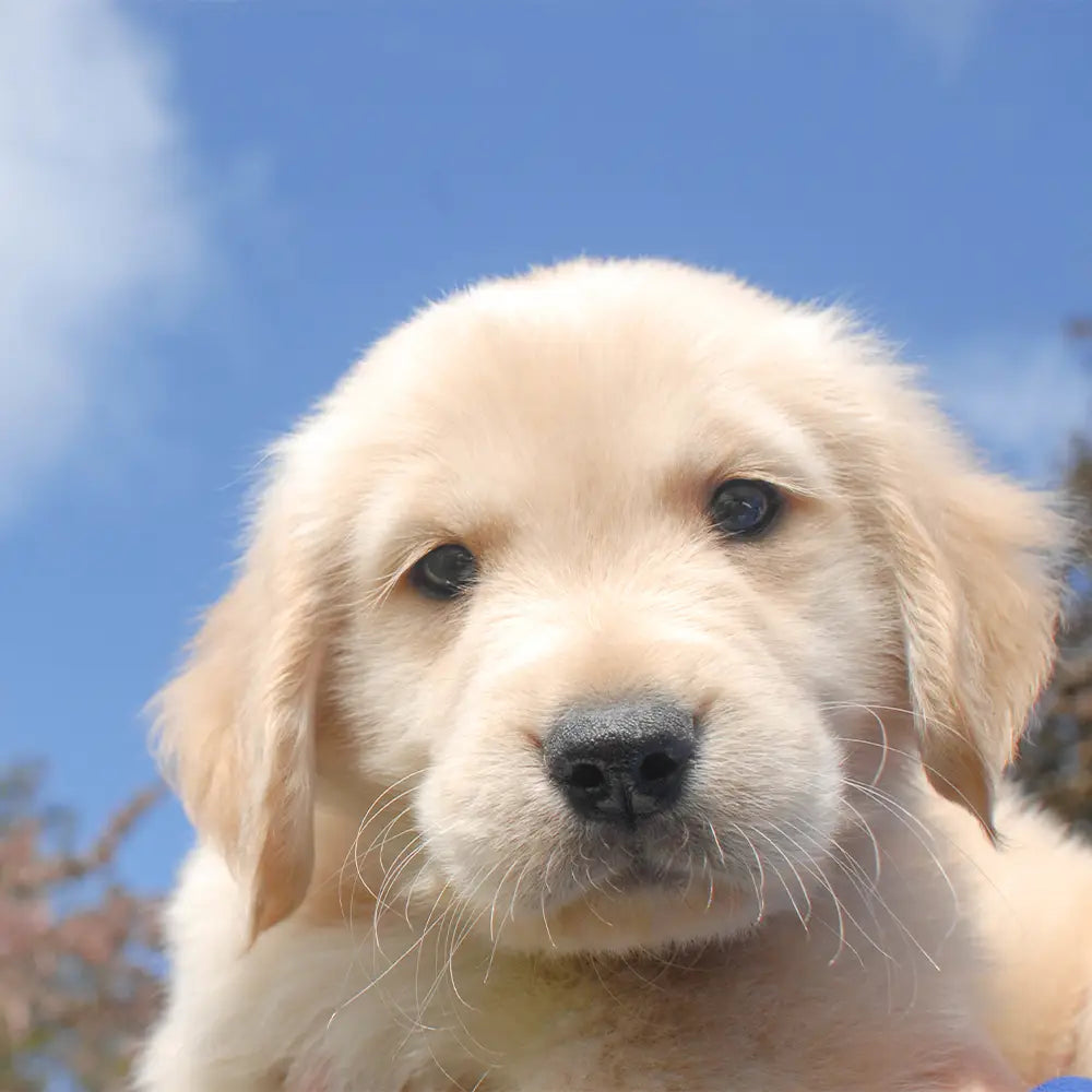 Meilleur panier pour Golden Retriever